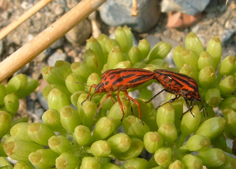 Due Graphosoma devianti?!